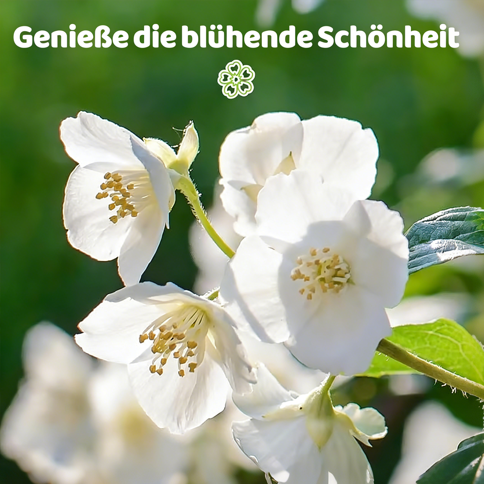 🌿❄️ FrostCharm Jasmin-Samen – Winterpflanzung, mehrjährige Blütenpracht & duftende Garteneleganz 🌸
