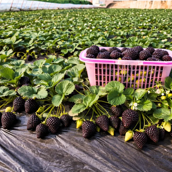 🍓 Graines de Fraise Géante à la Crème🍓 Fraises XXL, juteuses et ultra-douces !   ! 😍