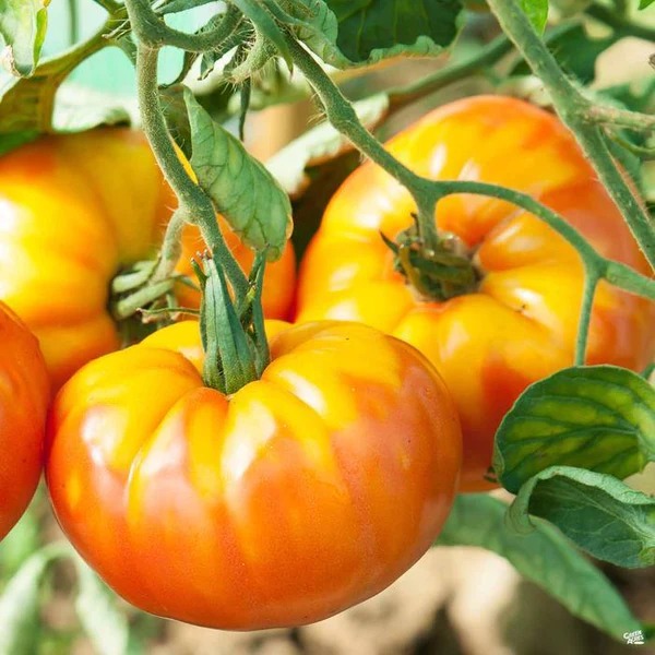 🍅 Pineapple Tomato Seeds – Sweet, Juicy, and Easy to Grow  Bring the joy of homegrown tomatoes to your garden or balcony!