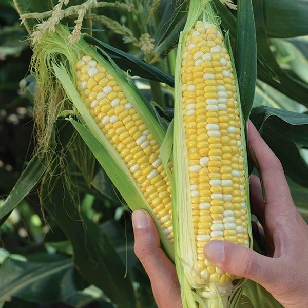 Kukurica sladká Nighthawk F1