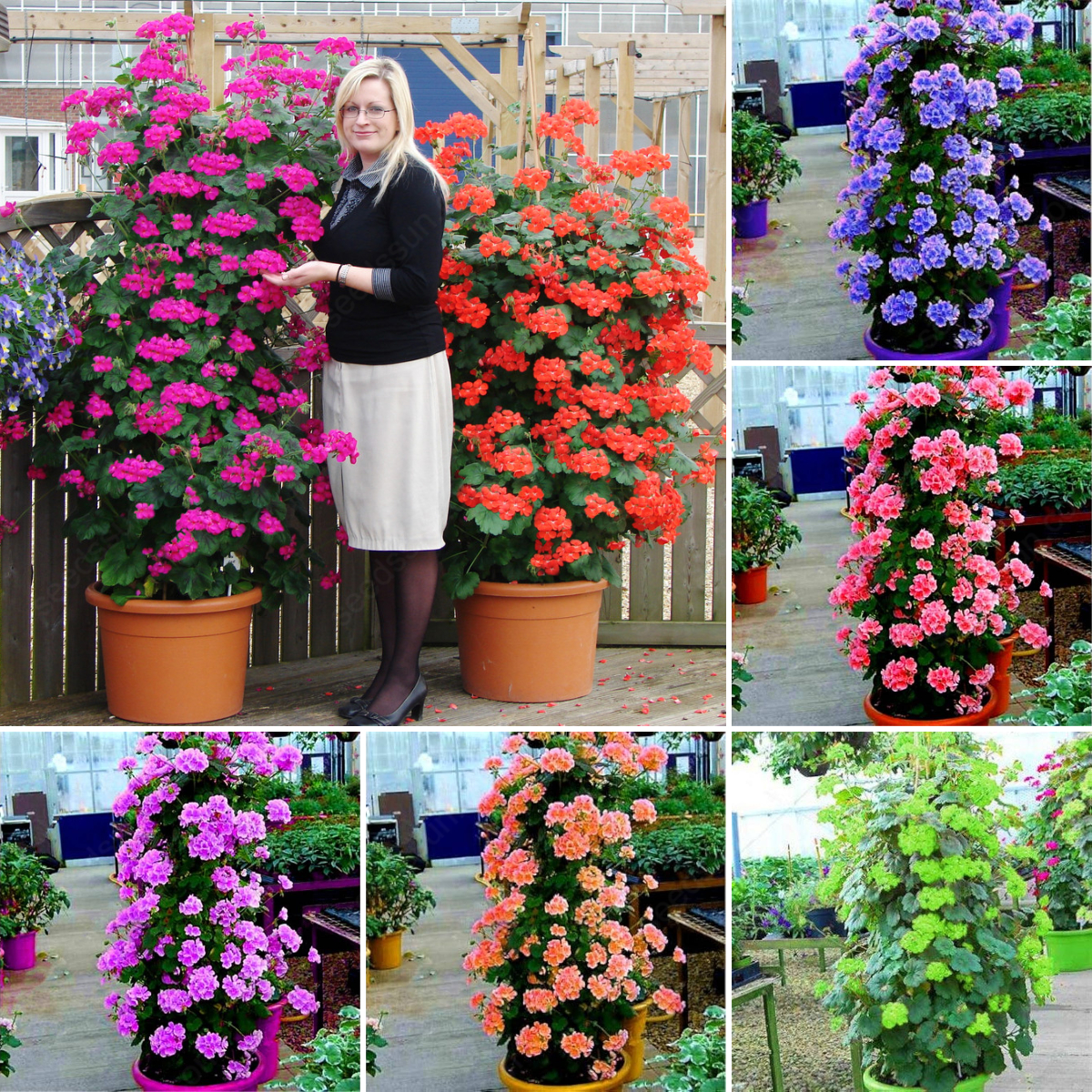 🌱 Einfach zu kultivieren 🌸 Samen von riesigen Klettergeranien