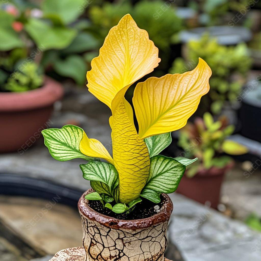 🌱✨Semená vzácnych sukulentov morskej panny
