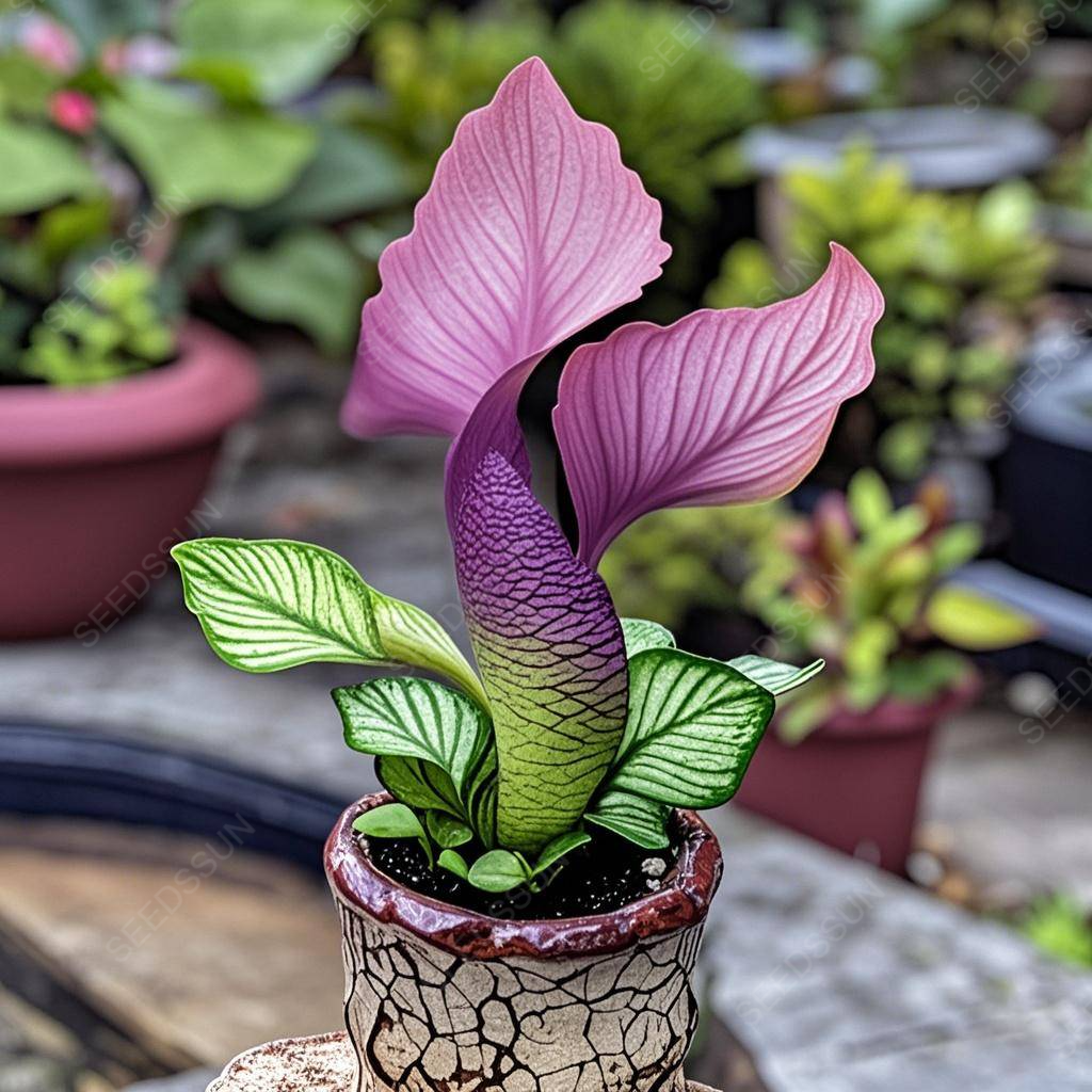 🌱✨Semená vzácnych sukulentov morskej panny