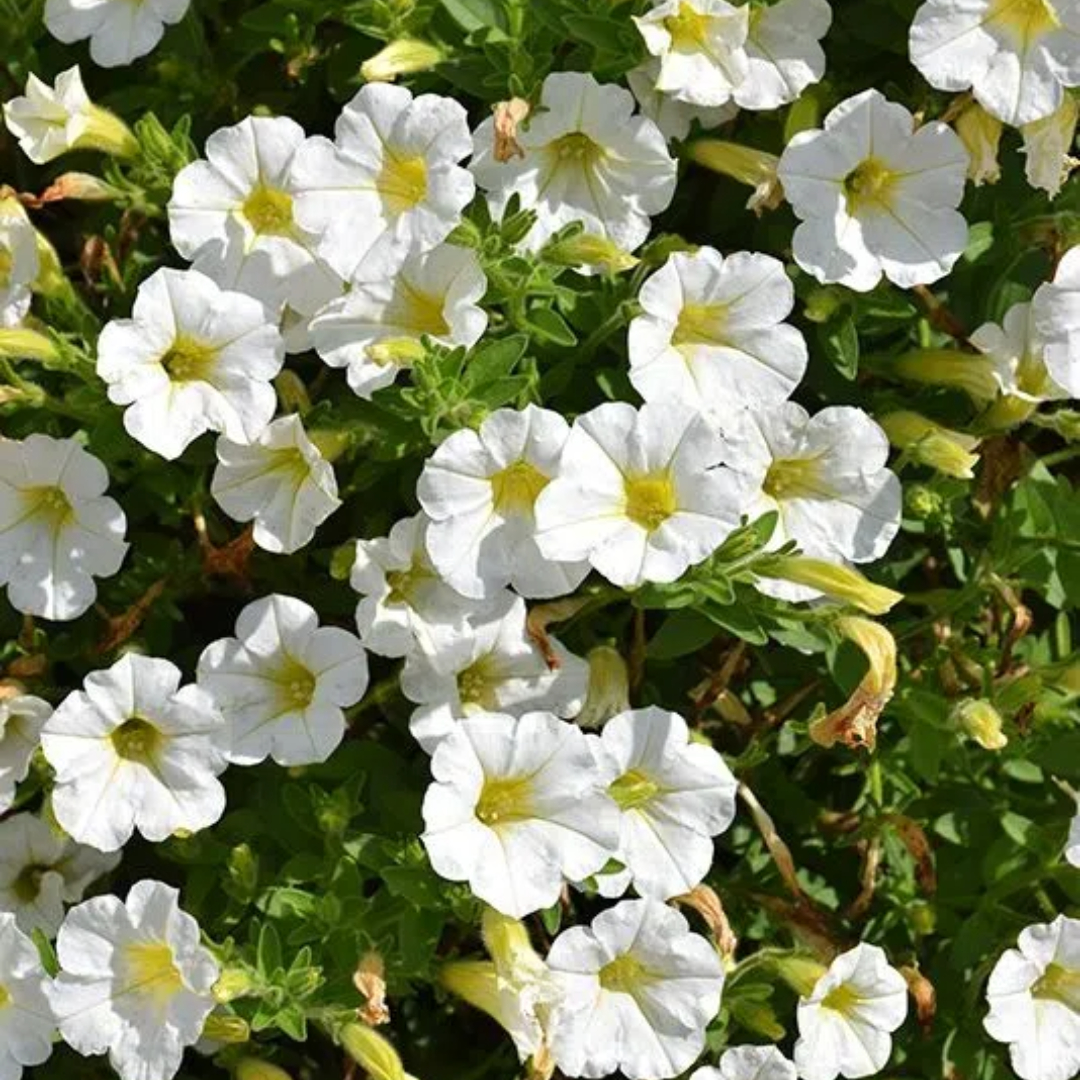 🌸Petunia magok
