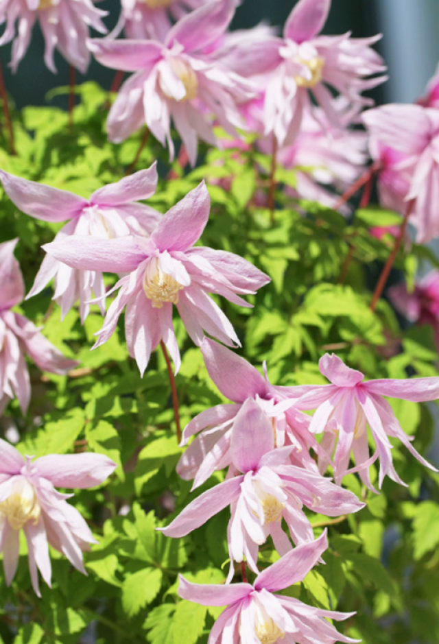 🔥Az utolsó 24 órában – raktárkisöprés 50% kedvezménnyel!🌱Macropetala iszalag✨Könnyen nevelhető