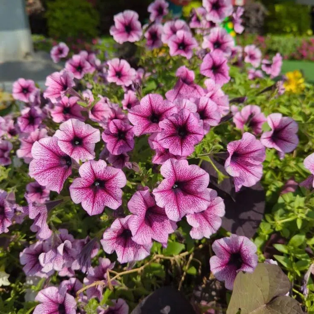 🌸Petunia magok