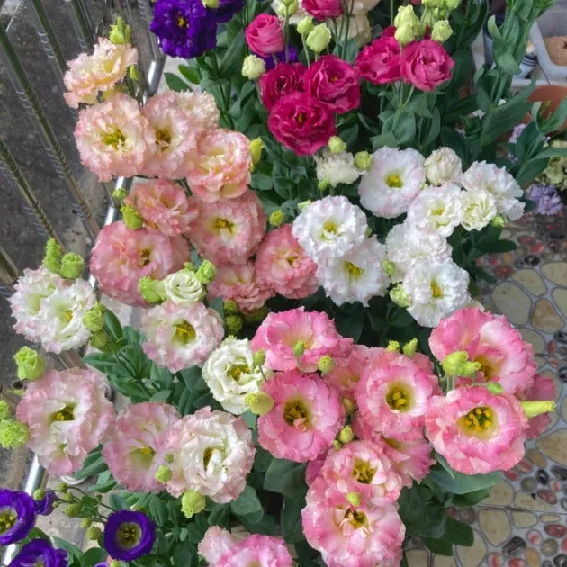 🔥 Bestseller wiosny 2026 🌺 Eustoma – symbol szczerej miłości