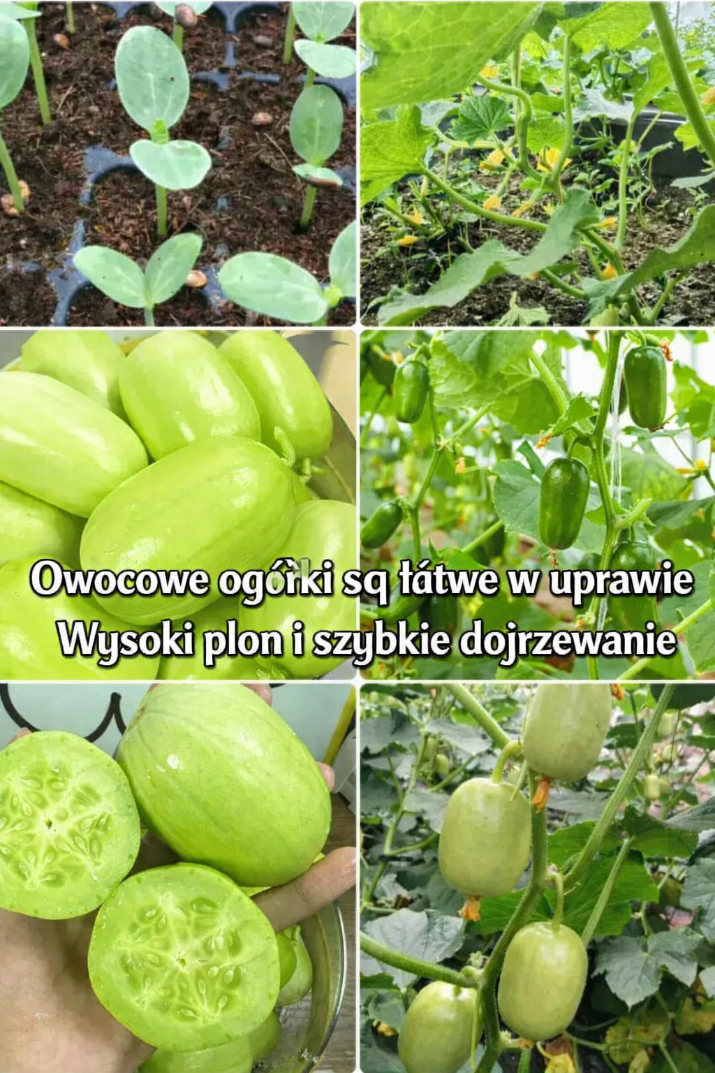 🌟Kolorowe nasiona ogórka – chrupiący i orzeźwiający wybór do ogrodu i na balkon🥒