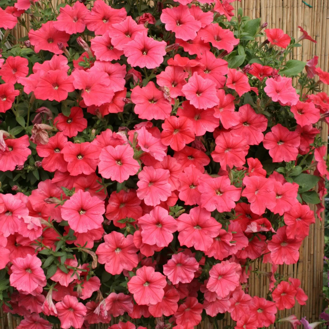 🌸Petunia magok