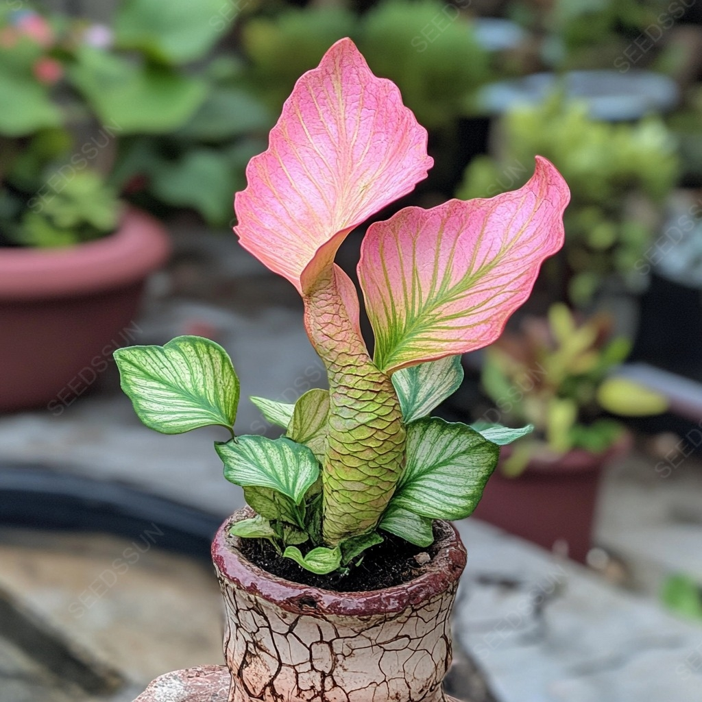 🌱✨Semená vzácnych sukulentov morskej panny