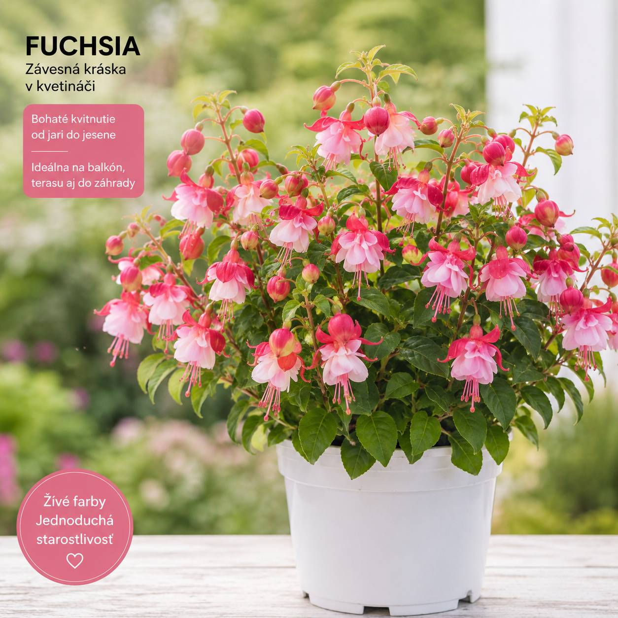 🏮 Semená fuchsie (kvet lucerny) – klasický, romantický kvet pre európske záhrady