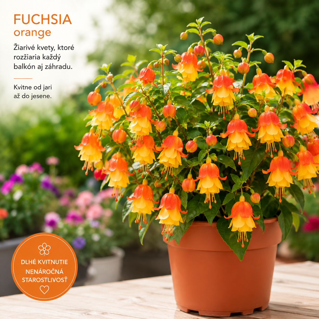 🏮 Semená fuchsie (kvet lucerny) – klasický, romantický kvet pre európske záhrady