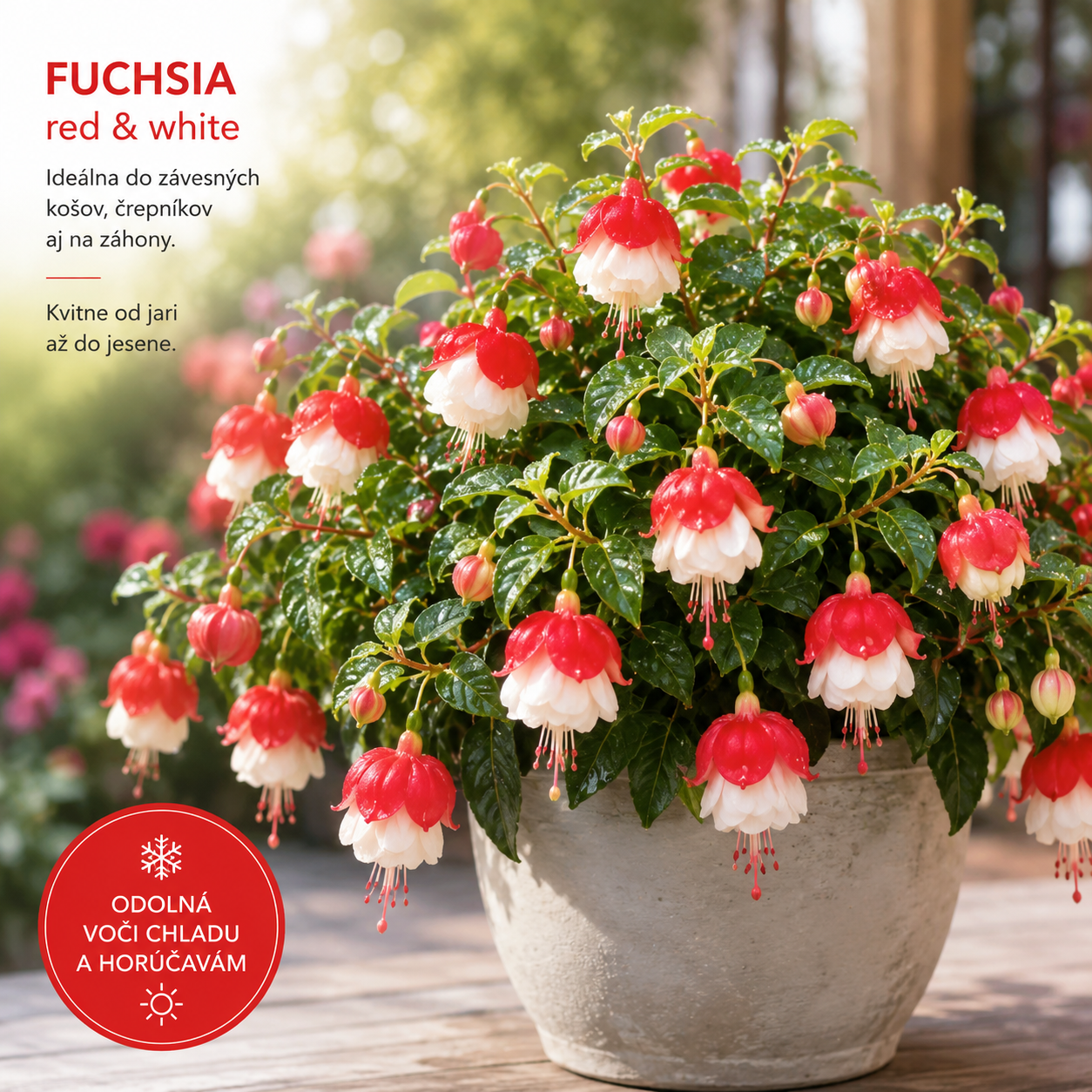 🏮 Semená fuchsie (kvet lucerny) – klasický, romantický kvet pre európske záhrady