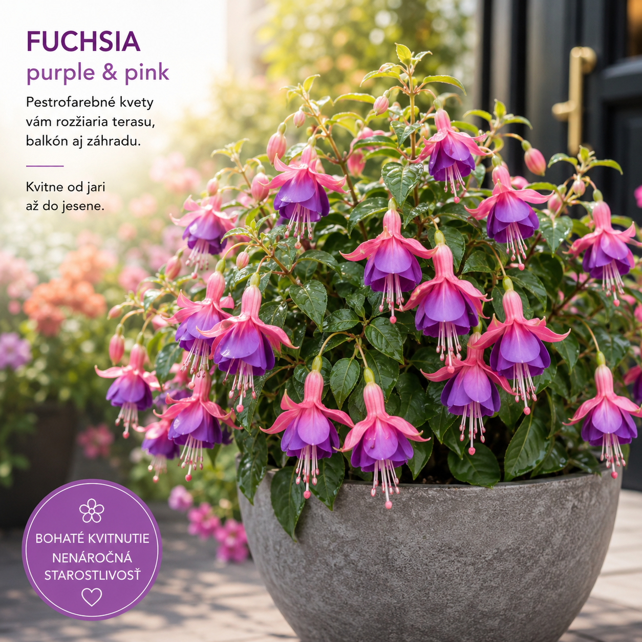 🏮 Semená fuchsie (kvet lucerny) – klasický, romantický kvet pre európske záhrady