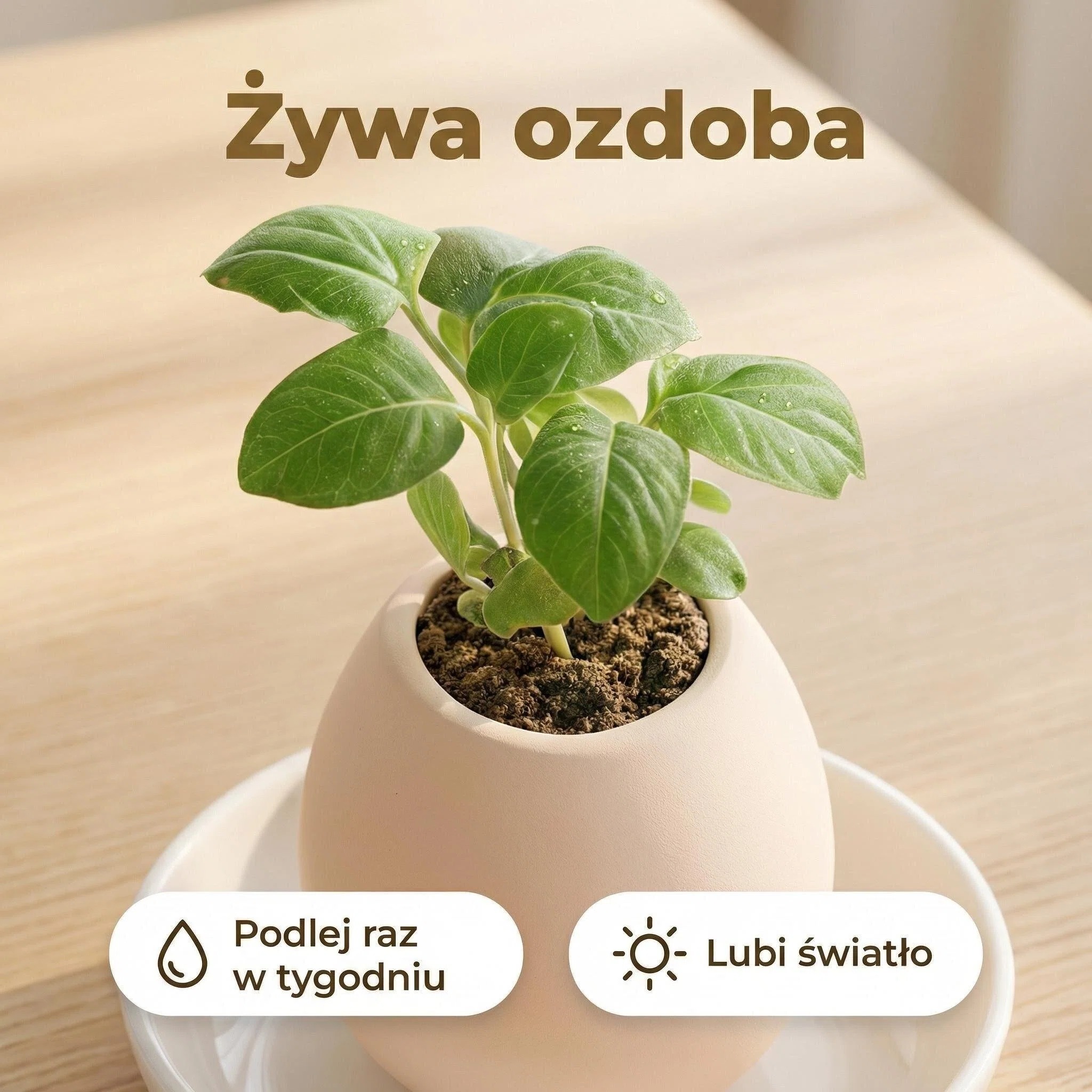 Wielkanocne Jajko do Sadzenia Mały prezent, który zamienia się w zieloną radość