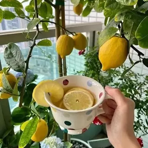 Semínka parfémovaného citronu 🍋 Vysoká klíčivost - kvetou a plodí po celý rok