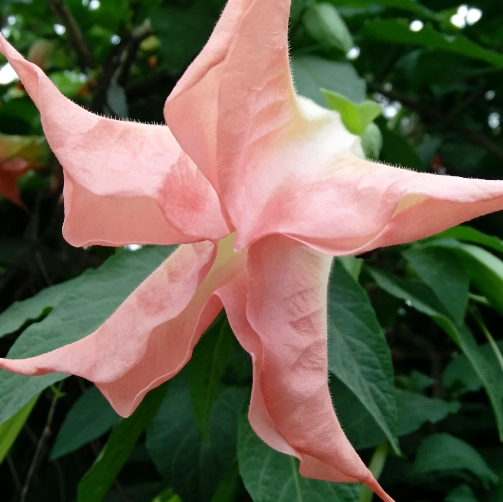 🌟 【Edycja limitowana]】Nasiona bielunia Star Flower | Zasadź swoją własną małą galaktykę ✨