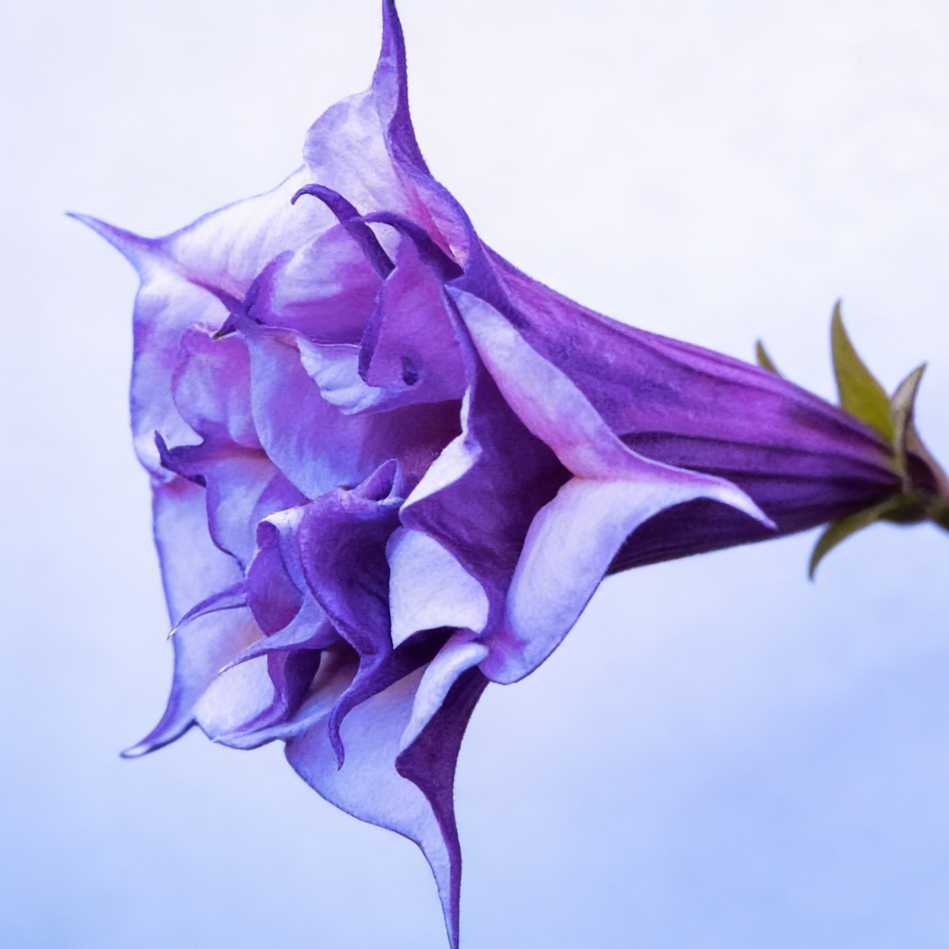 🌟 【Edycja limitowana]】Nasiona bielunia Star Flower | Zasadź swoją własną małą galaktykę ✨