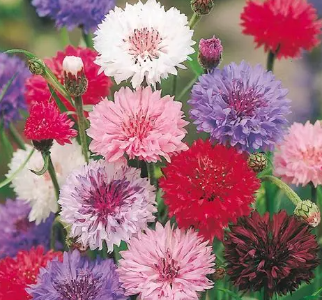 🌷【Organiczne nasiona chabra bławatka】 — Zasiej romantyczny, bluesowy ogród! 💙✨