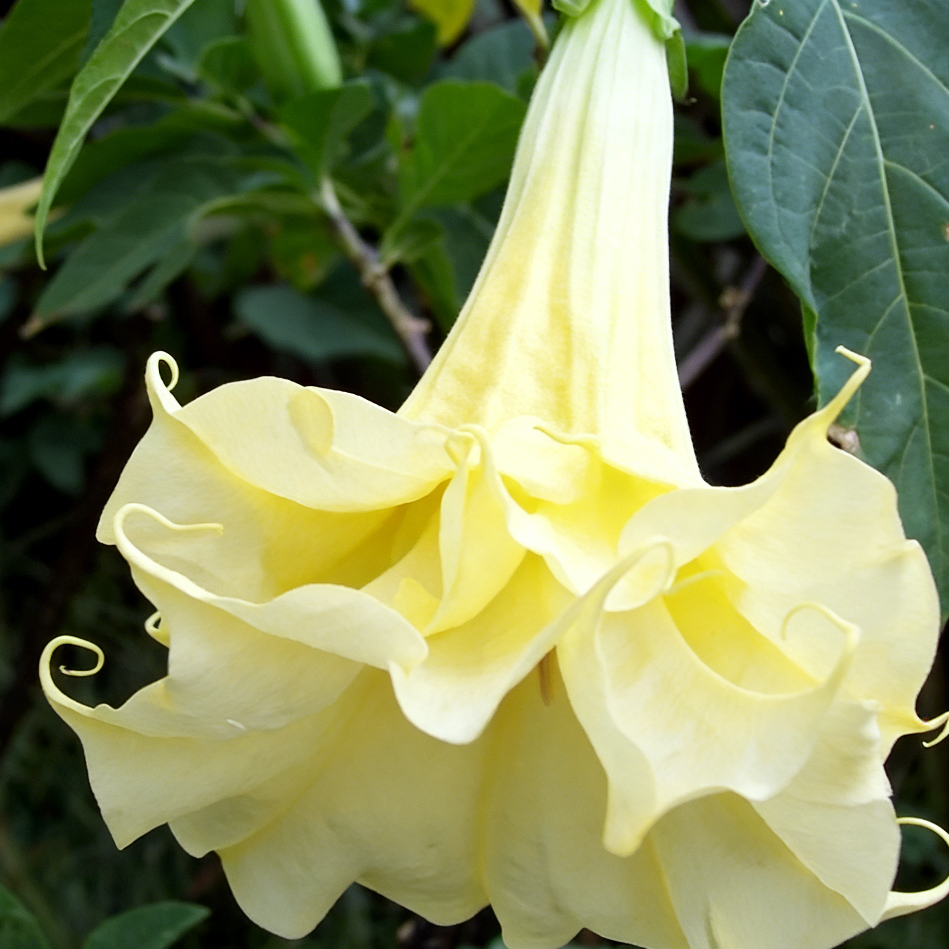 🌟 【Edycja limitowana]】Nasiona bielunia Star Flower | Zasadź swoją własną małą galaktykę ✨