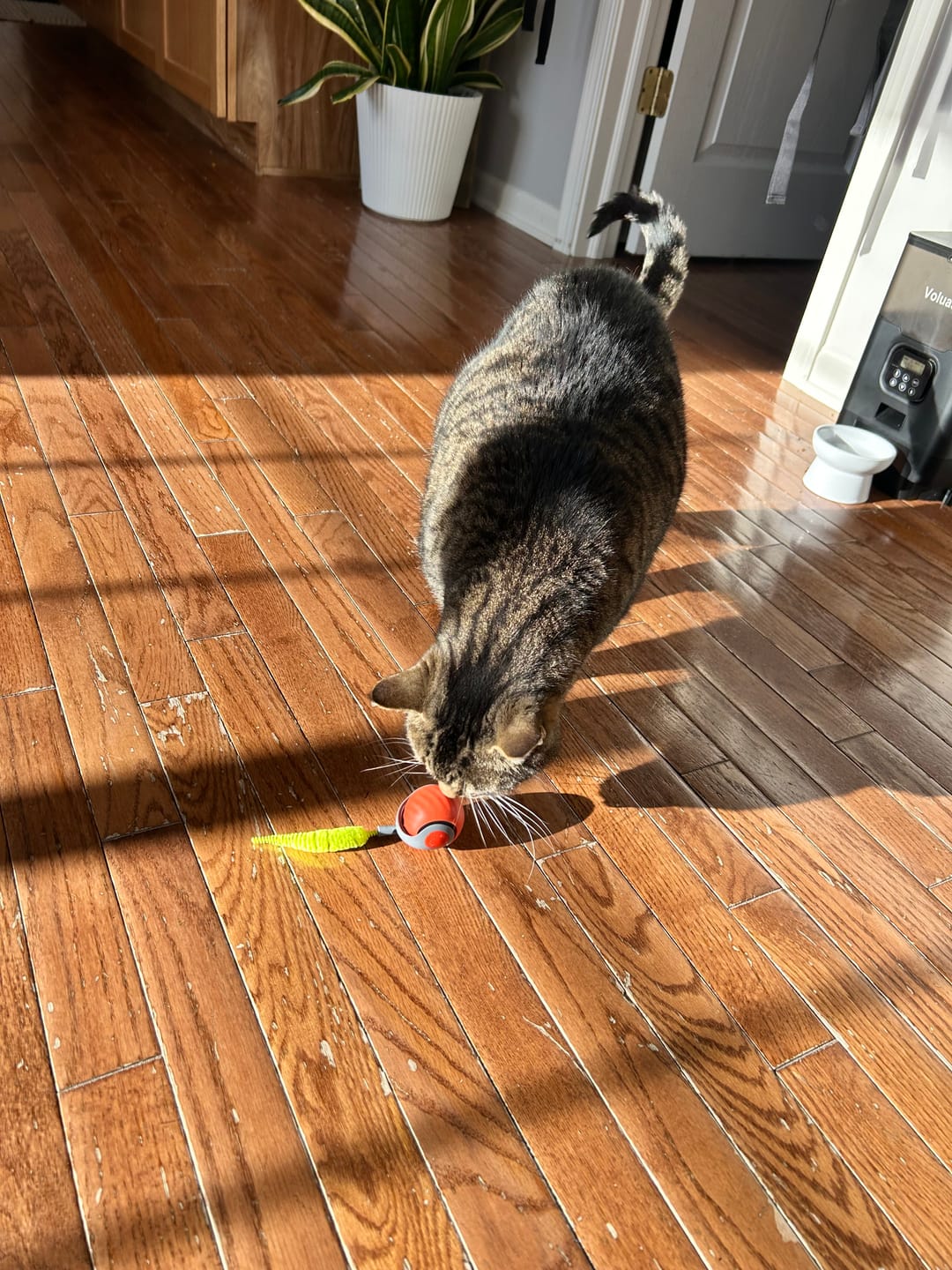 🐱SPEEDY TAIL 2.0🎾