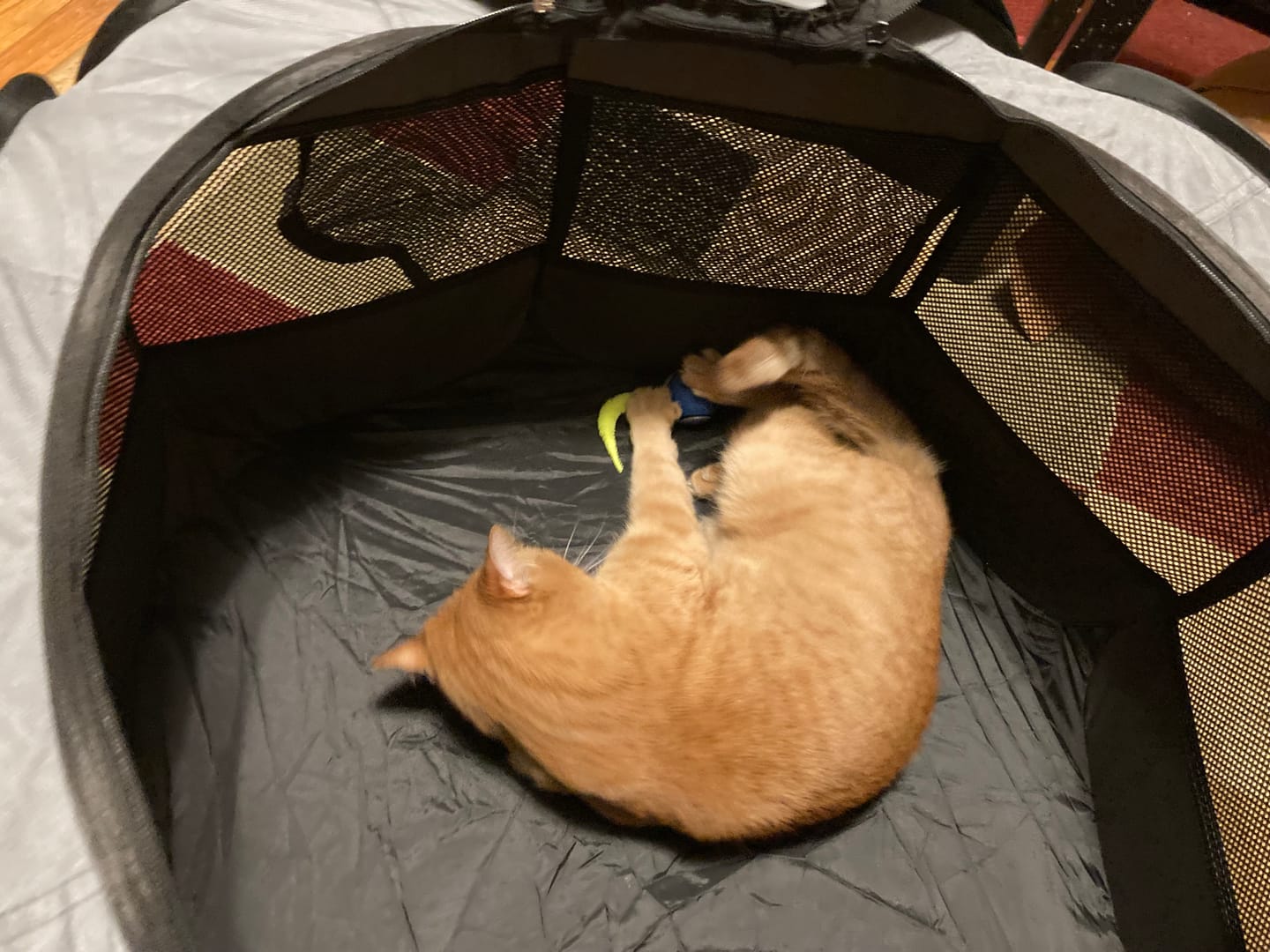 🐱SPEEDY TAIL 2.0🎾