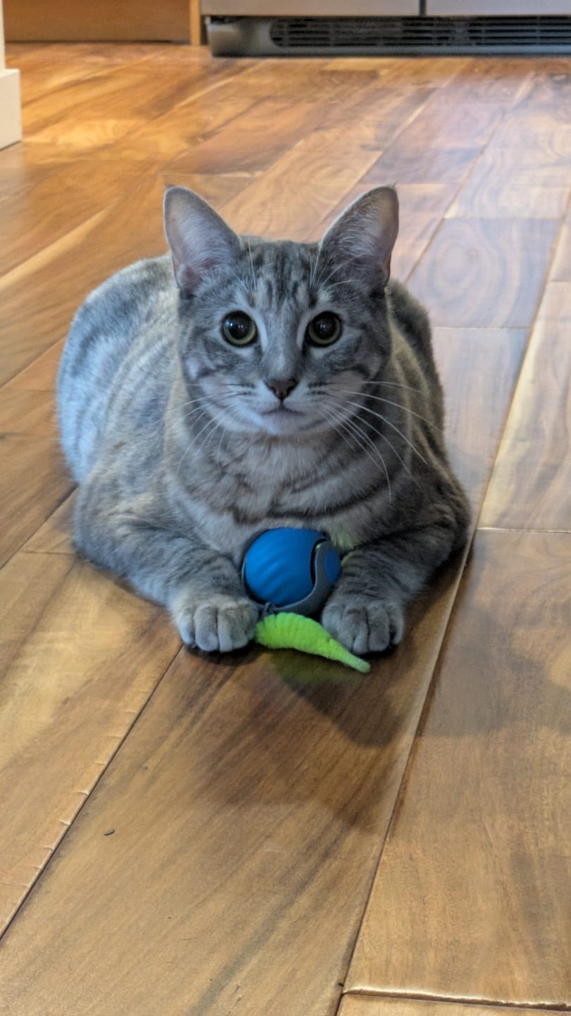 🐱SPEEDY TAIL 2.0🎾
