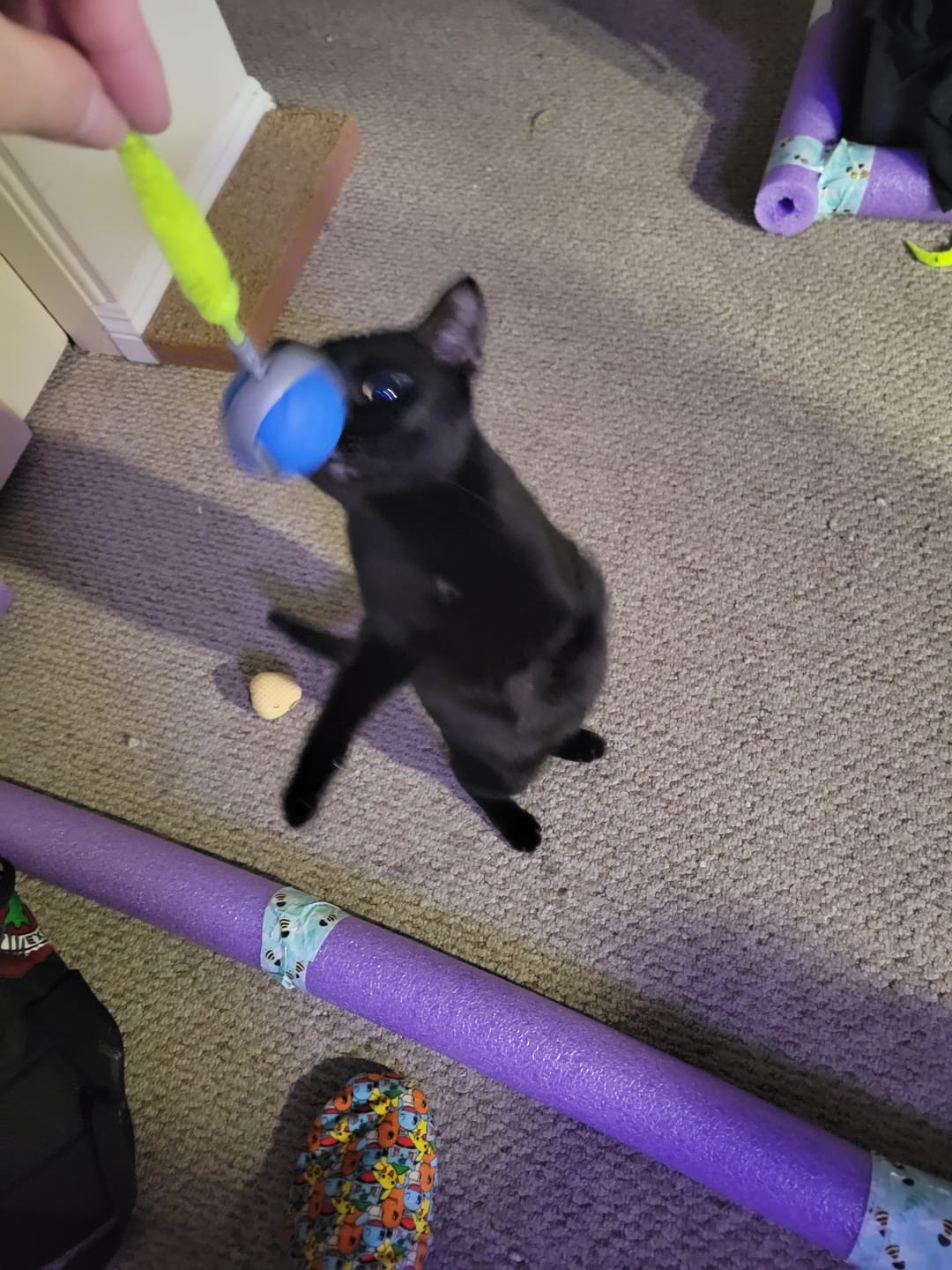 🐱SPEEDY TAIL 2.0🎾
