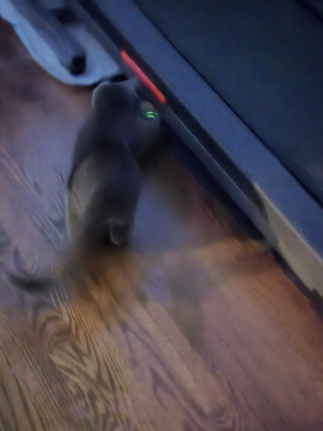 🐱SPEEDY TAIL 2.0🎾