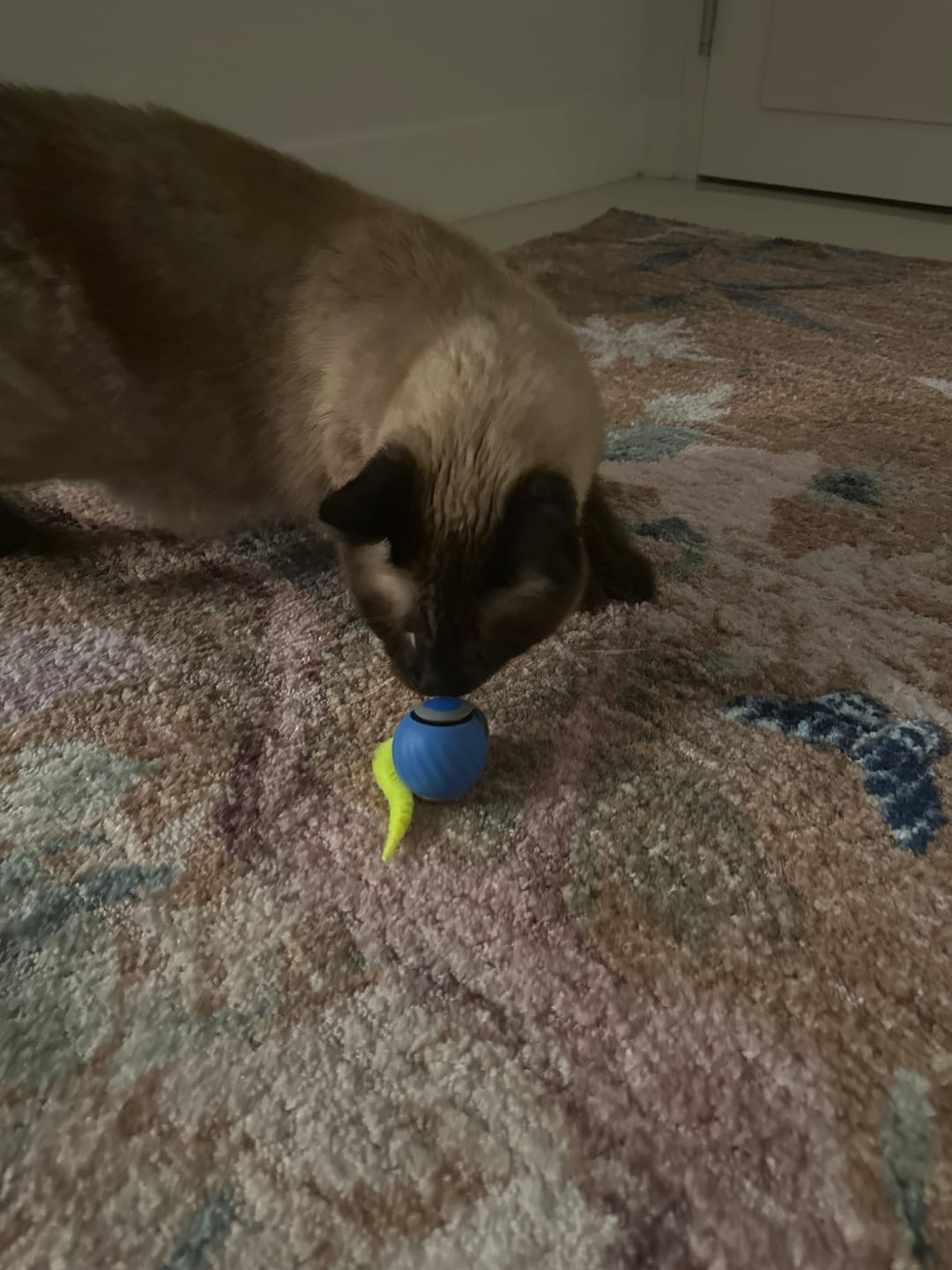 🐱SPEEDY TAIL 2.0🎾