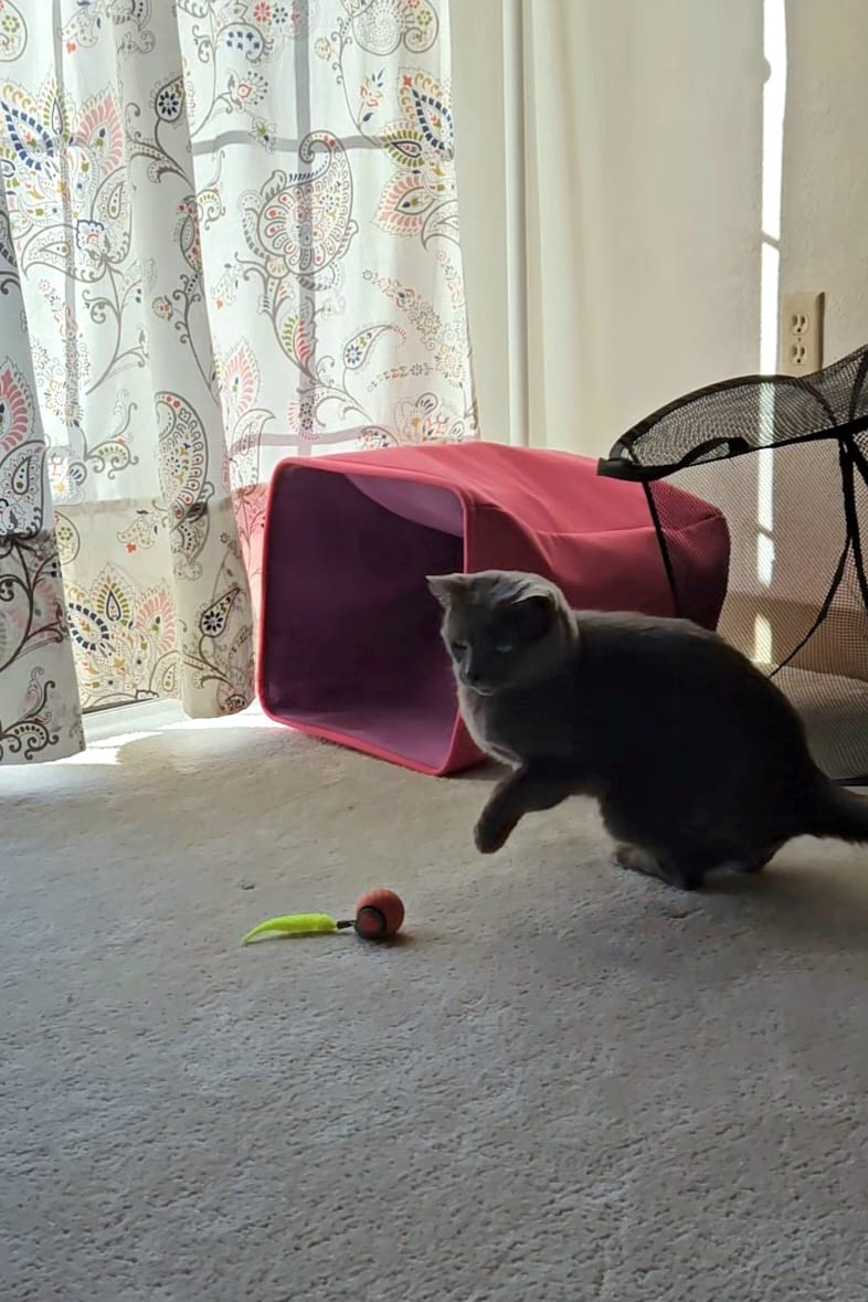 🐱SPEEDY TAIL 2.0🎾