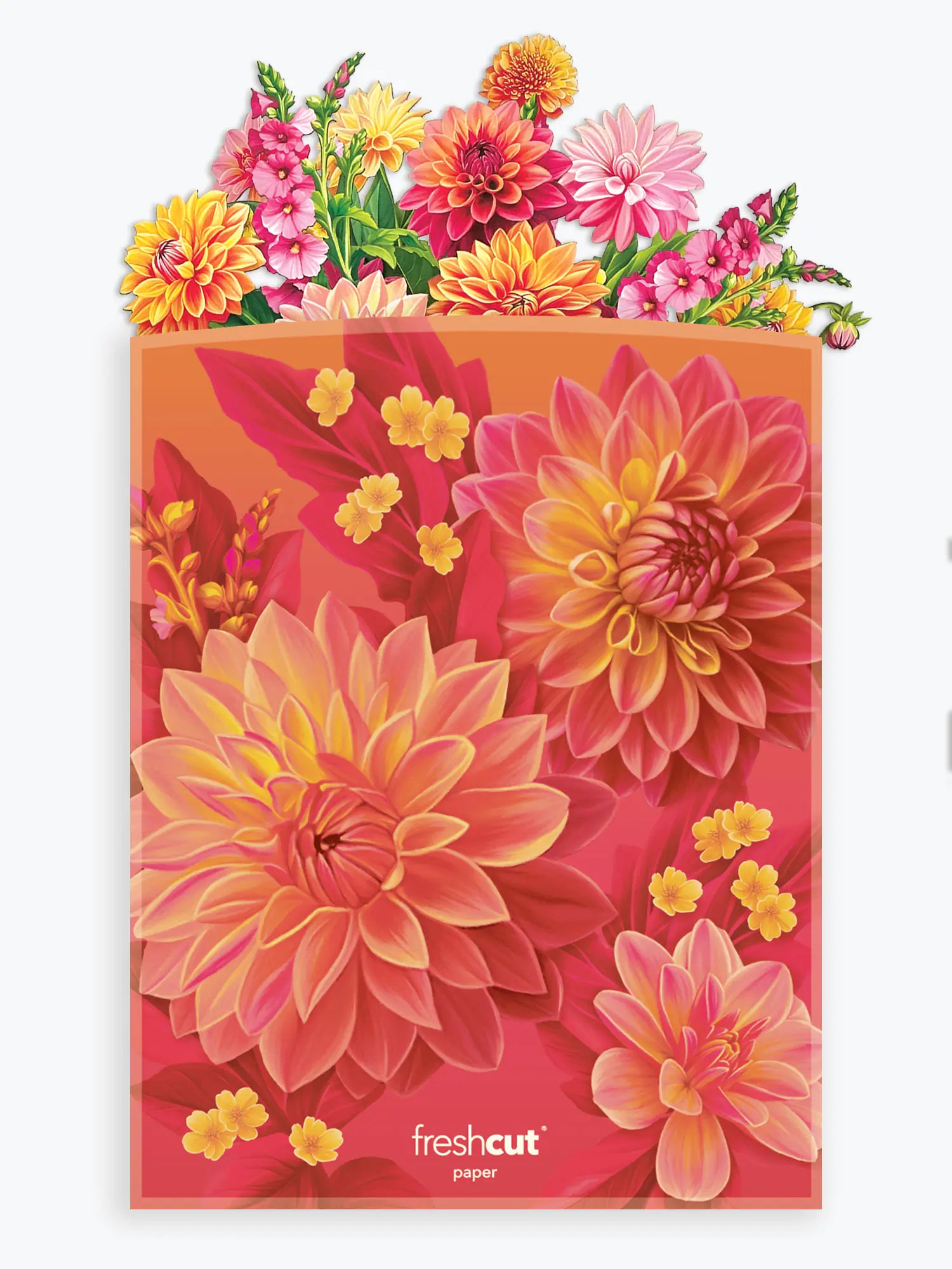 Grande Dahlia Sunrise