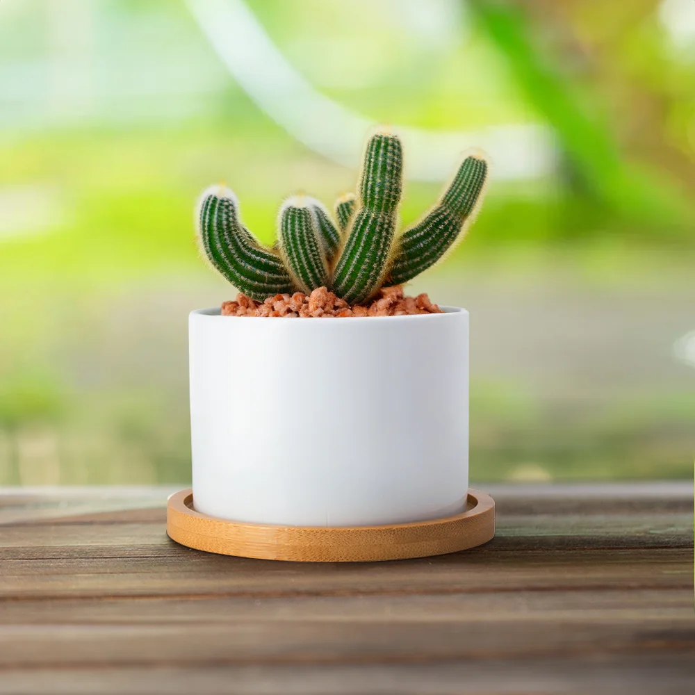 Dog Cat Pet Line Design Ceramic Succulent Planter Pot with Name and Bamboo Tray Loss of Pet Memorial Gift for Pet Owner