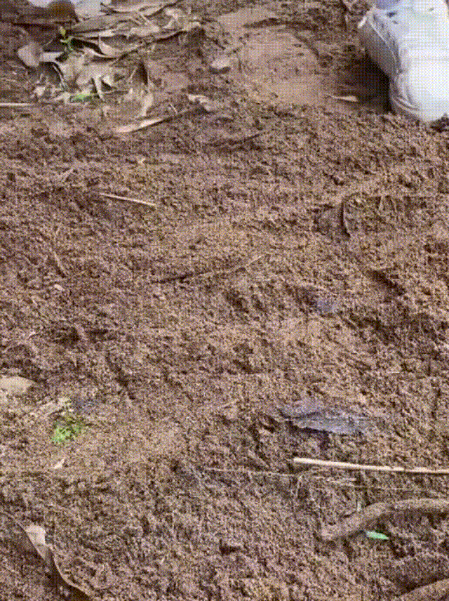 🏕️ Uma pá de sobrevivência versátil🔥💪