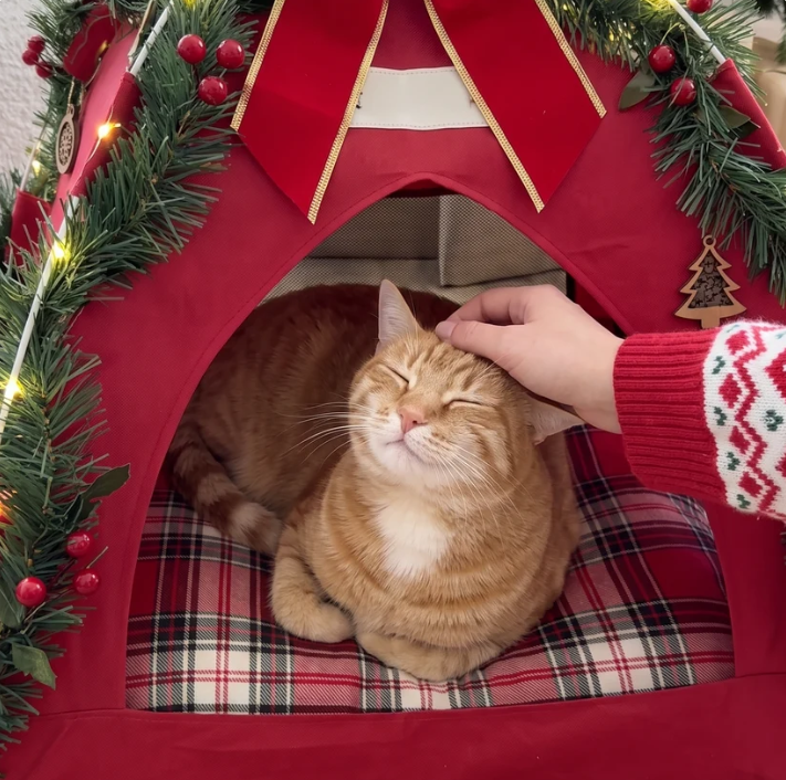 🔥 49% OFF THIS WEEK! 🎄 Give Your Pet Their Own Magical Christmas Hideaway! ✨