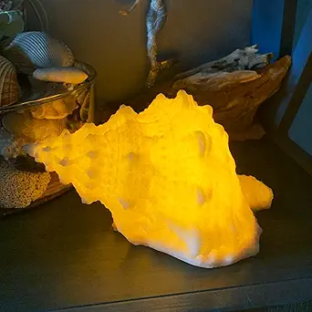 🐚 Conch & Scallop Shell LED Night Light