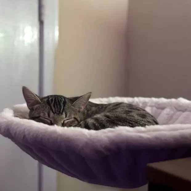 💗LIMITED TIME SALE 50% OFF⚡50K+ SOLD💕Cat Desk Bed Suitable for Various Desktops - Maximum Hold Up to 40lb