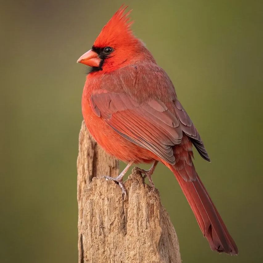 Resin Cardinal Wind Chime | Hand Painted Art