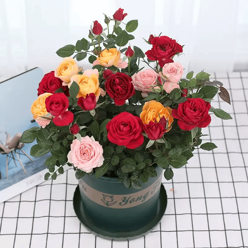 🔥Spring Hot Sale - 49% OFF💐Beautiful Climbing Rose Seeds