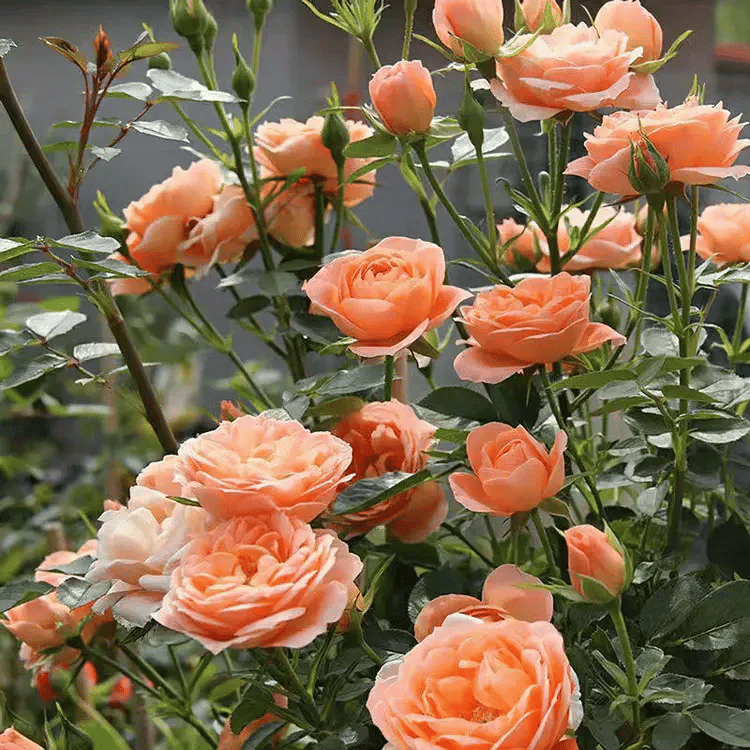 🔥Spring Hot Sale - 49% OFF💐Beautiful Climbing Rose Seeds