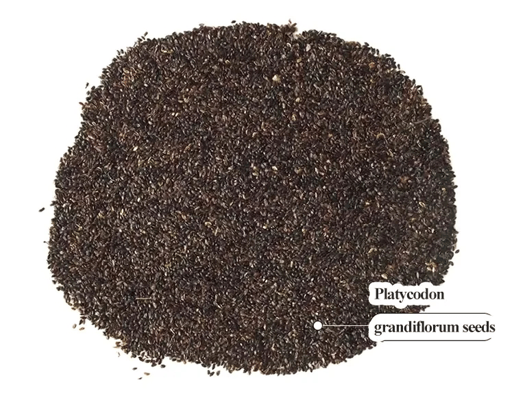 🌱12 days germination🔥Eustoma Thornless Rose💐Lisanthus Seeds