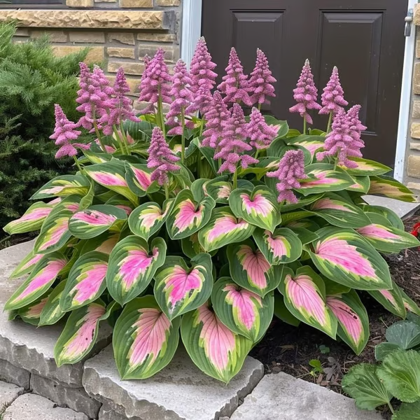 💥LAST DAY SALE 40% OFF💥🌿Premium Rare Hosta Seeds