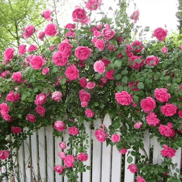 🔥Spring Hot Sale - 49% OFF💐Beautiful Climbing Rose Seeds
