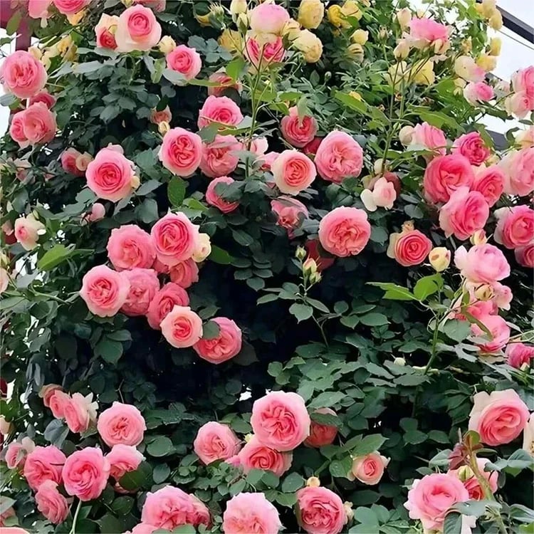 🔥Spring Hot Sale - 49% OFF💐Beautiful Climbing Rose Seeds