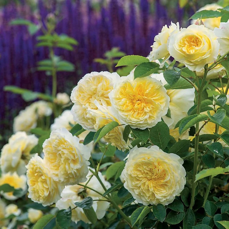 🔥Spring Hot Sale - 49% OFF💐Beautiful Climbing Rose Seeds