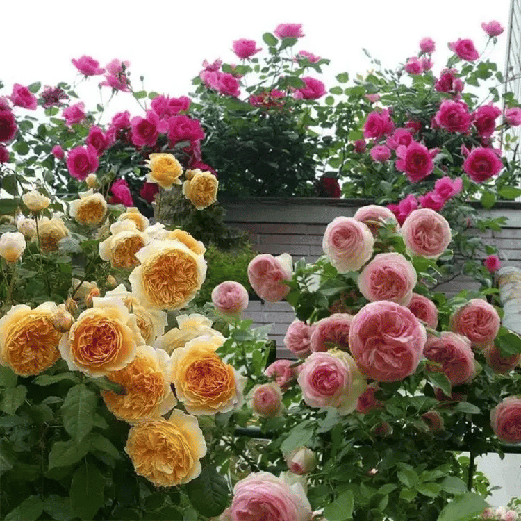🔥Spring Hot Sale - 49% OFF💐Beautiful Climbing Rose Seeds