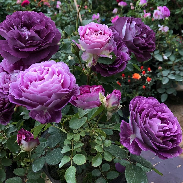 🔥Spring Hot Sale - 49% OFF💐Beautiful Climbing Rose Seeds
