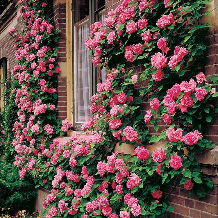 🔥Spring Hot Sale - 49% OFF💐Beautiful Climbing Rose Seeds