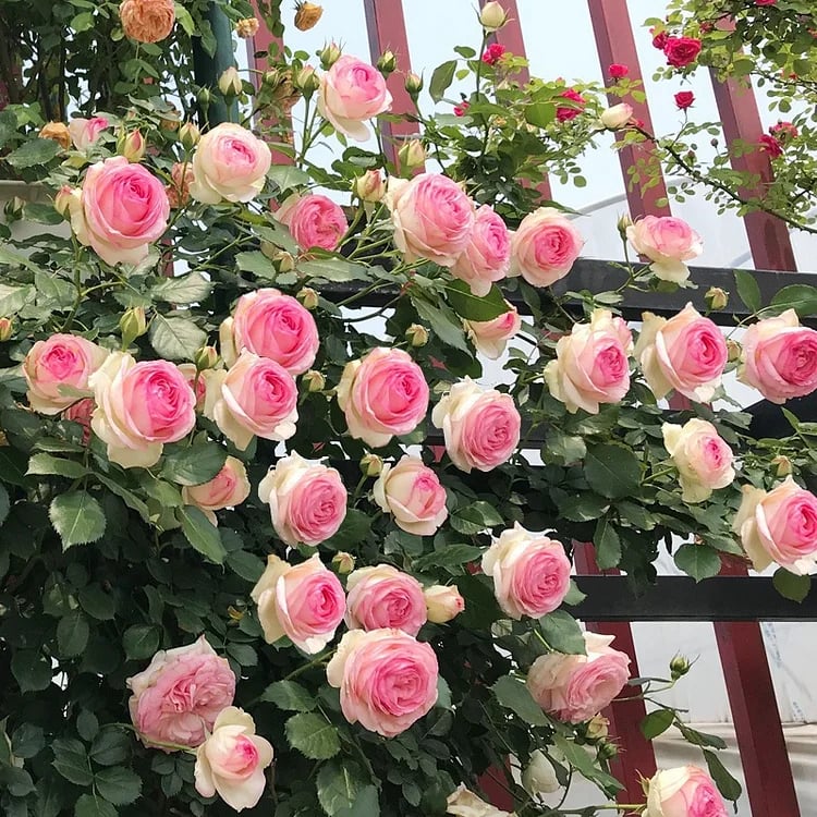 🔥Spring Hot Sale - 49% OFF💐Beautiful Climbing Rose Seeds