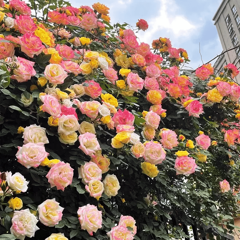 🔥Spring Hot Sale - 49% OFF💐Beautiful Climbing Rose Seeds